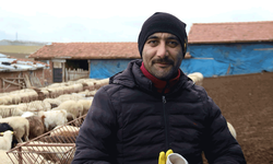 Türkiye'nin en kaliteli kuzuları Eskişehir’de yetişiyor