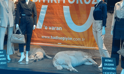 Eskişehir’de vitrindeki köpekler gülümsetti