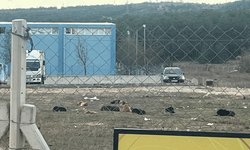 Eskişehir’deki sürü halindeki başıboş köpekler endişe yaratıyor