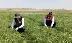 Afyon'da hububat etkili alanlarda bitki hastalıkları için kontrol