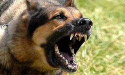 Afyon’da Köpeği yeğenine saldıran amcaya 86 bin 358 TL para cezası kesildi