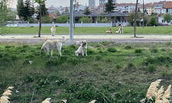 Eskişehir’de sokak köpeği kabusu