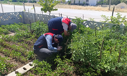 Afyon'da küçük ölçekli üreticilere destek veriyor