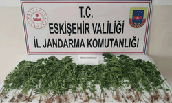 Kamu arazisini zehir tarlasına çevirdi! Eskişehir’de operasyon