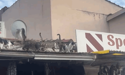 Eskişehir’de çatıdaki kediler ilgi odağı oldu