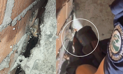Eskişehir'de sıkıştığı yerden kurtarılan 5 kedi yeni sahiplerine teslim edildi