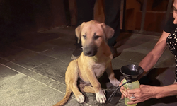 Eskişehir’de yaralı yavru köpeğin yardımına mahalleli koştu