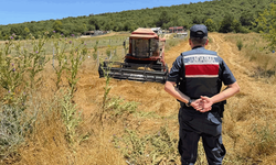 Bilecik'te tarlada su tankersiz hasat yapan biçördöver sahibine 3 bin 705 lira ceza