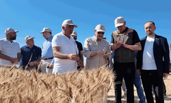 Dönmez: Eskişehir'de bu yıl buğday üretimi 1 milyon tona yaklaşacak