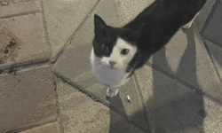 Eskişehir’de maskeli kedi ilgi odağı oldu