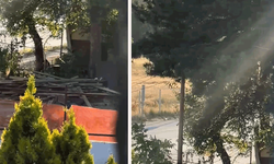 Mahalleli isyan ediyor: Eskişehir'de sinek sorunu büyüyor