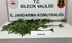 Bilecik'te yasadışı kenevir ekimi ortaya çıkarıldı