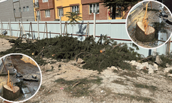 Kesilen ağaçlar için zabıtayı aradılar, “Belediye kesti” cevabıyla şaşkına döndüler!