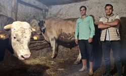 Sivrihisar'da dev danaların ağırlığı şaşırttı: Guinness’e hazırlanıyorlar