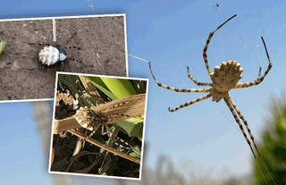 Dünyanın en zehirli örümceği Eskişehir’de görüldü
