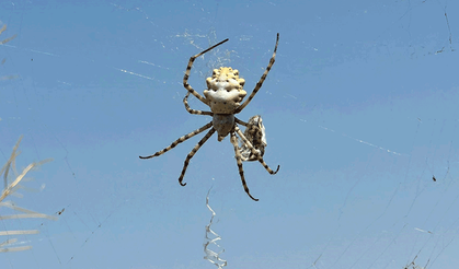 Afyon'da dünyanın en zehirli örümceği göründü