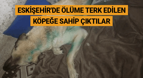 Eskişehir'de ölüme terk edilen köpeğe sahip çıktılar