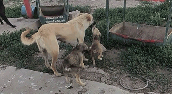 Eskişehir'de anne ve yavru köpeğin görüntüsü iç ısıttı