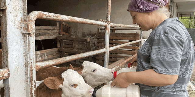 Eskişehir'de Kurban Bayramı öncesi çiftçiye destek müjdesi