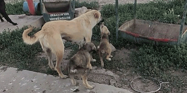 Eskişehir'de anne ve yavru köpeğin görüntüsü iç ısıttı