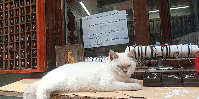 Eskişehir'de bu kedilerle fotoğraf çekinmek paralı