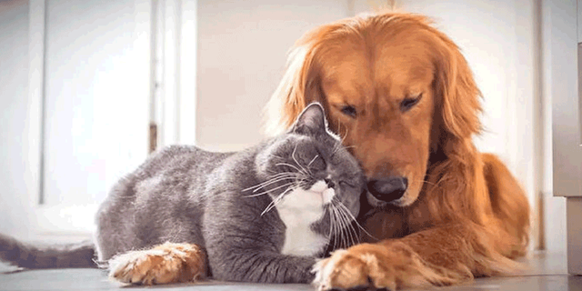 Eskişehir'de 25 bin 125 kedi ve köpeğe çip takıldı