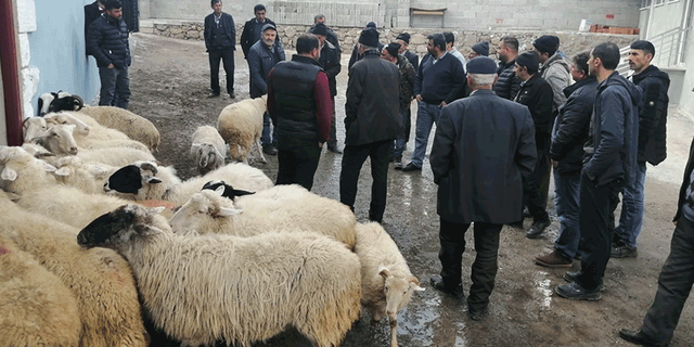 Köylüler koyunları açık arttırmayla satıp depremzedelere bağışladı
