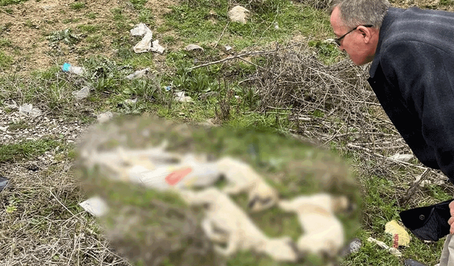 Bilecik'te ölü bulunan köpekler tartışma yarattı