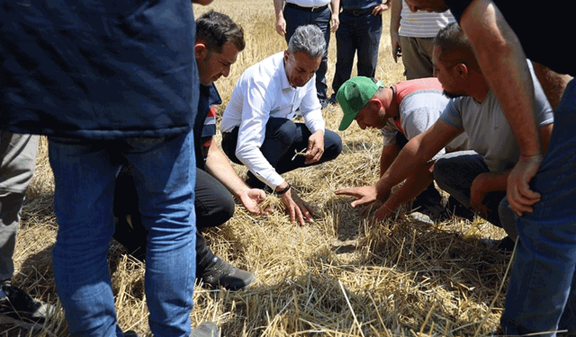 Bilecik'in müdürü çiftçilerle hasat yaptı