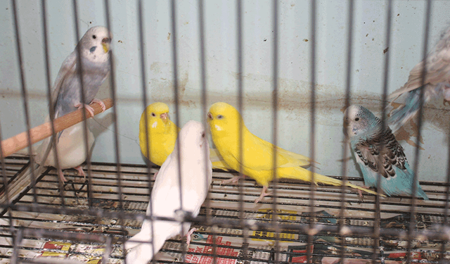 Bilecik'ten uyarı geldi: Evde muhabbet kuşu besleyenler dikkat!