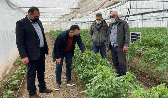 Eskişehir ve 4 ildeki proje ile seracılıkta maliyeti 5'te 1'e düşüren çalışma
