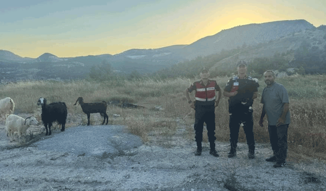 Bilecik'te kaybolan 9 küçükbaş hayvan bulunarak sahibine teslim edildi