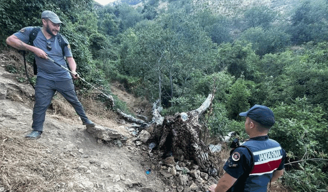 Bilecik'te  ağaç yangını korkuttu