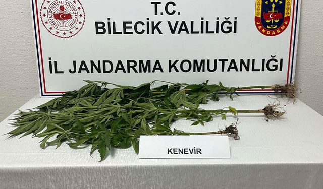 Bilecik'te yasadışı kenevir ekimi ortaya çıkarıldı