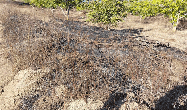 Bilecik’te ceviz bahçesinde çıkan yangın söndürüldü