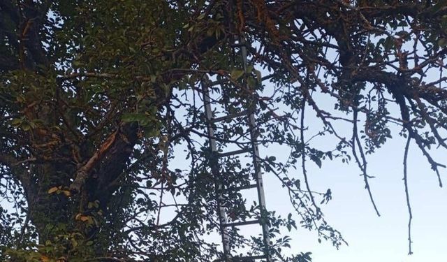 Bilecik’te ağaçtan düşen adam hayatını kaybetti