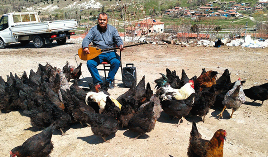 Türkü söylenen tavukların yumurta verimi yüzde 20 arttı