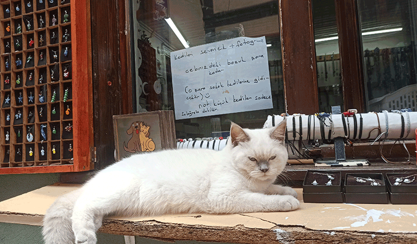 Eskişehir'de bu kedilerle fotoğraf çekinmek paralı