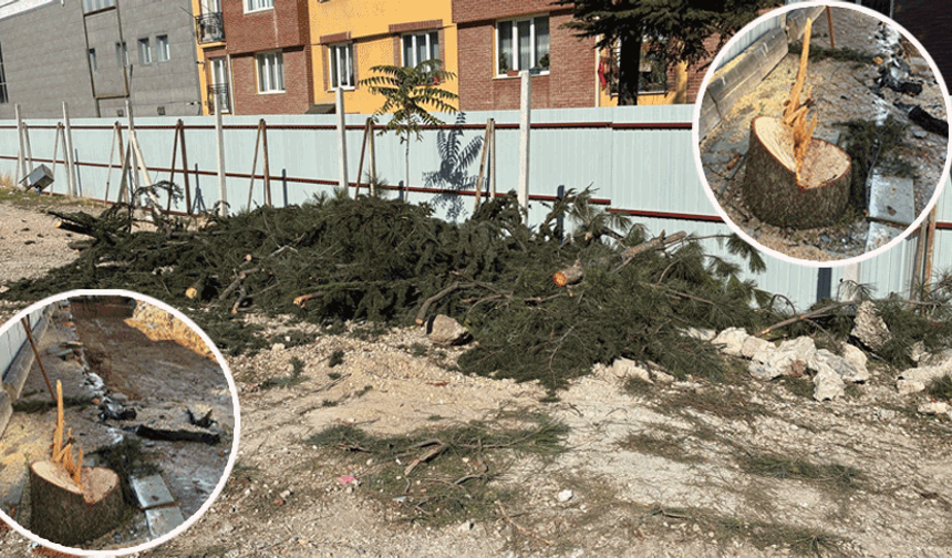 Kesilen ağaçlar için zabıtayı aradılar, “Belediye kesti” cevabıyla şaşkına döndüler!