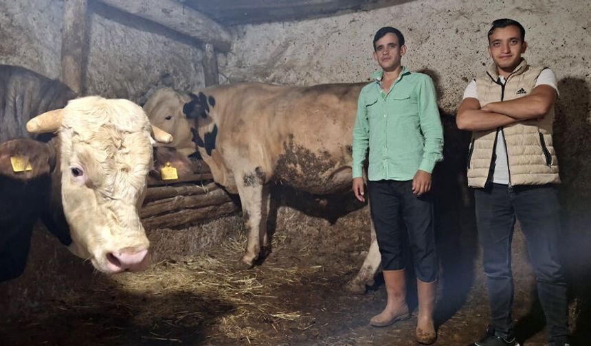 Sivrihisar'da dev danaların ağırlığı şaşırttı: Guinness’e hazırlanıyorlar