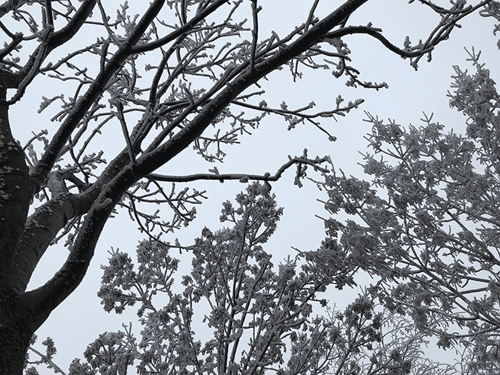 Eskişehir’de eksi seviyelerde seyreden soğuk havadan dolayı etkili olan kırağı ağaç ve bitkileri buzla kaplarken, ortaya masalsı görüntüler çıkardı. 